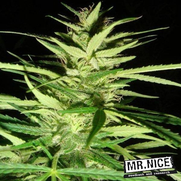 Master Kush Skunk x Afghan Haze regular en GB Lleida