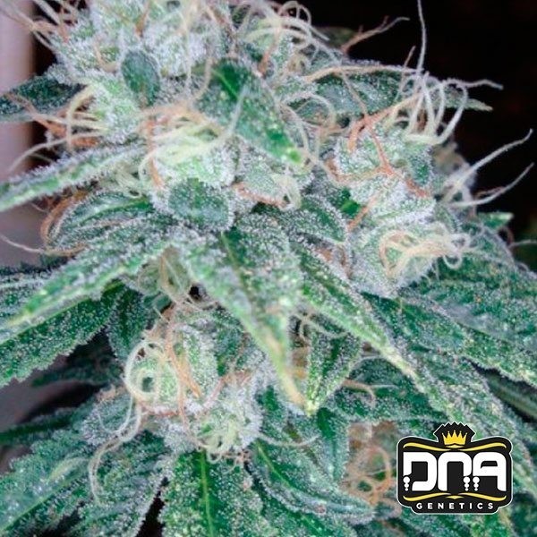 Sour Diesel DNA Genetics en GB Lleida