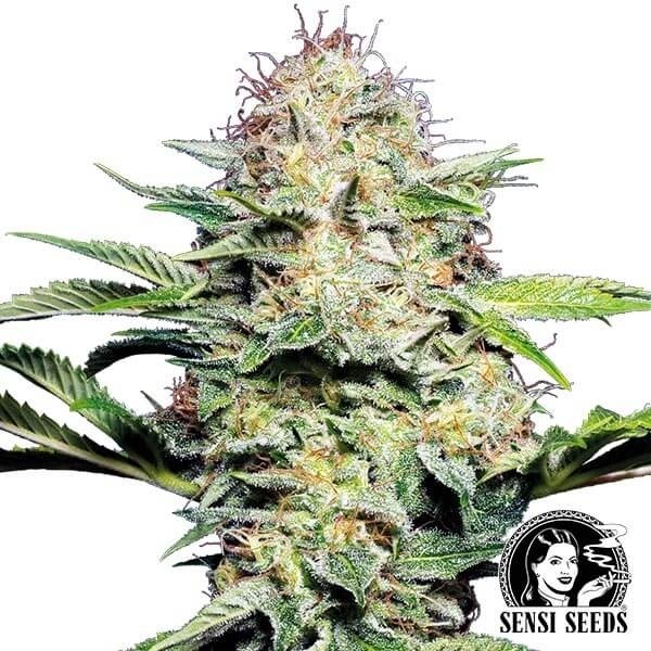 Sensi Skunk Autofloreciente de Sensi Seeds en GB Lleida