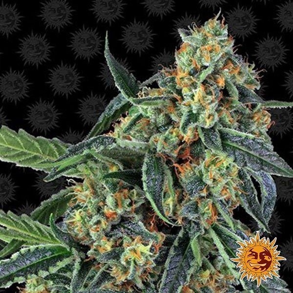 Cookies Kush de Barney's Farm en GB Lleida