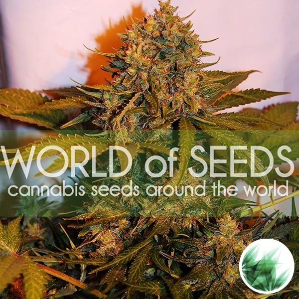 Northern Light x Big Bud Auto de World of Seeds en GB Lleida