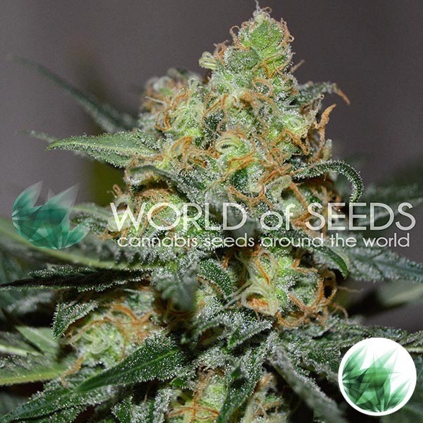 Afghan Kush x Skunk de World of Seeds en GB Lleida