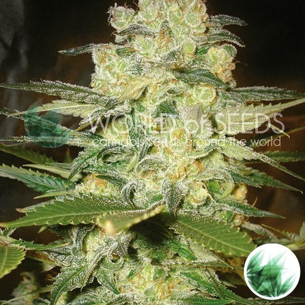 Afghan Kush x White Widow de World of Seeds en GB Lleida