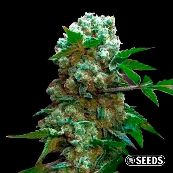 Auto AK XXL de GB Seeds en GB Lleida