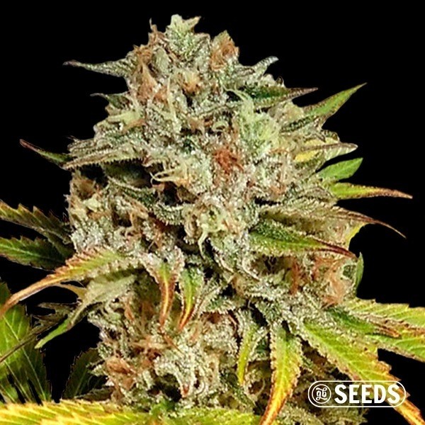 Auto Critical GB XXL de GB Seeds en GB Lleida