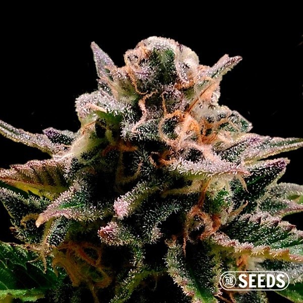 Auto Jack Herer de GB Seeds en GB Lleida
