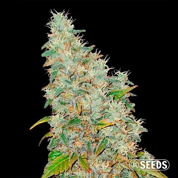 Auto Banana XL de GB Seeds en GB Lleida
