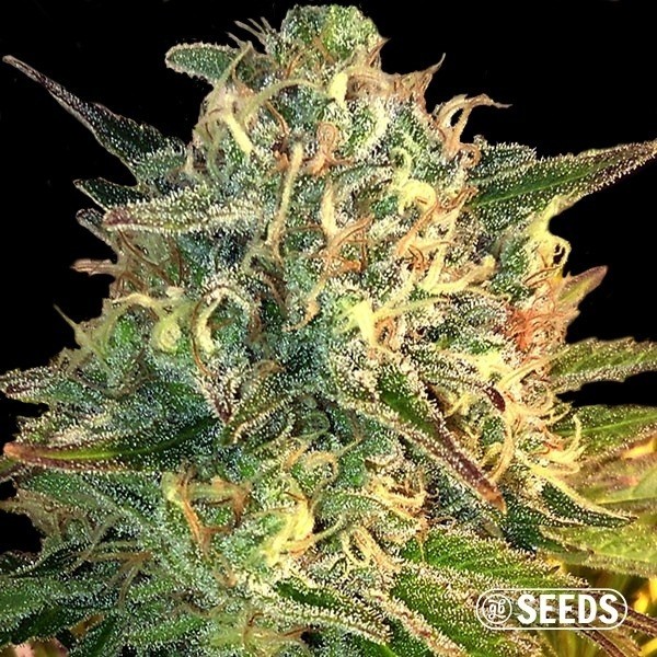 Auto Moby Dick XXL de GB Seeds en GB Lleida