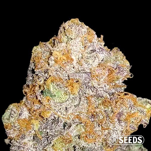 Auto Mamba XXL de GB Seeds en GB Lleida