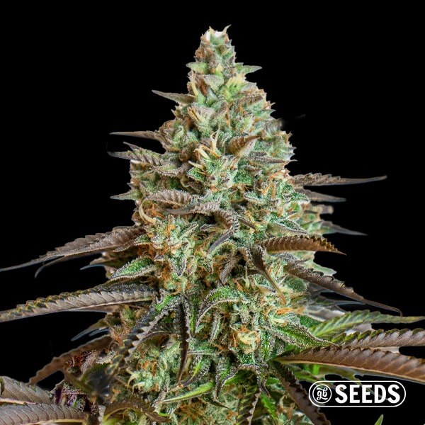 Big Demon Auto de GB Seeds en GB Lleida