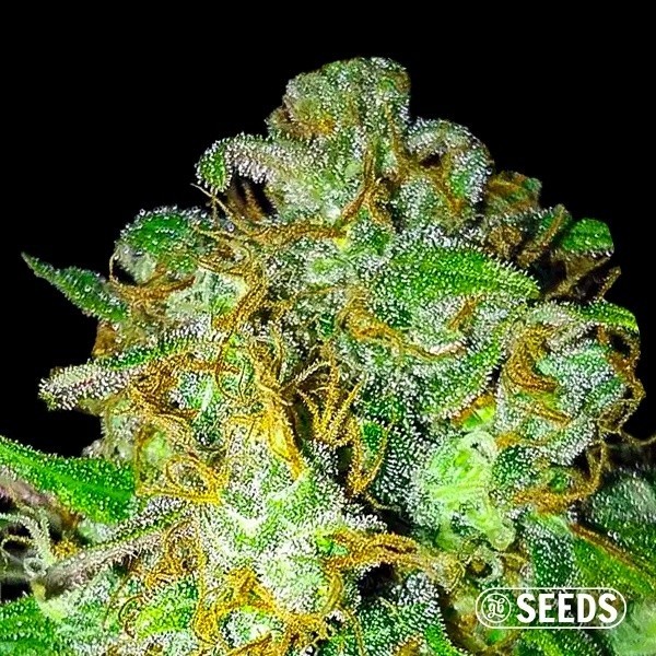 Super Skunk Feminizada a Granel en GB Lleida