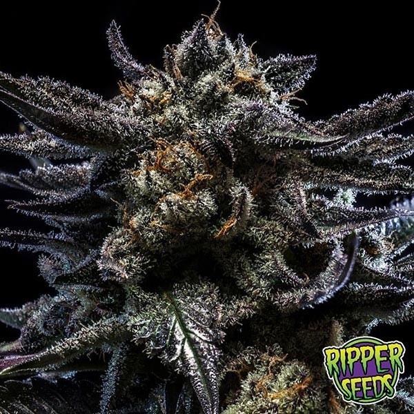Zombie Kush de Ripper Seeds en GB Lleida