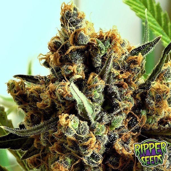 Criminal de Ripper Seeds en GB Lleida
