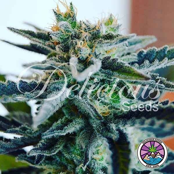 Sugar Black Rose Early Version de Delicious Seeds en GB Lleida