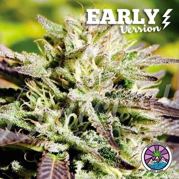 Caramelo Early Version de Delicious Seeds en GB Lleida
