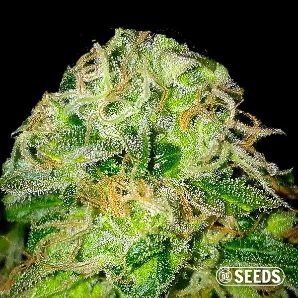 Jack Herer Feminizada a Granel de GB Seeds en GB Lleida