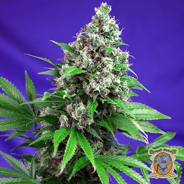 Killer Kush F1 Fast Version® de Sweet Seeds en GB Lleida