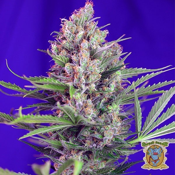 Cream Mandarine F1 Fast Version® de Sweet Seeds en GB Lleida