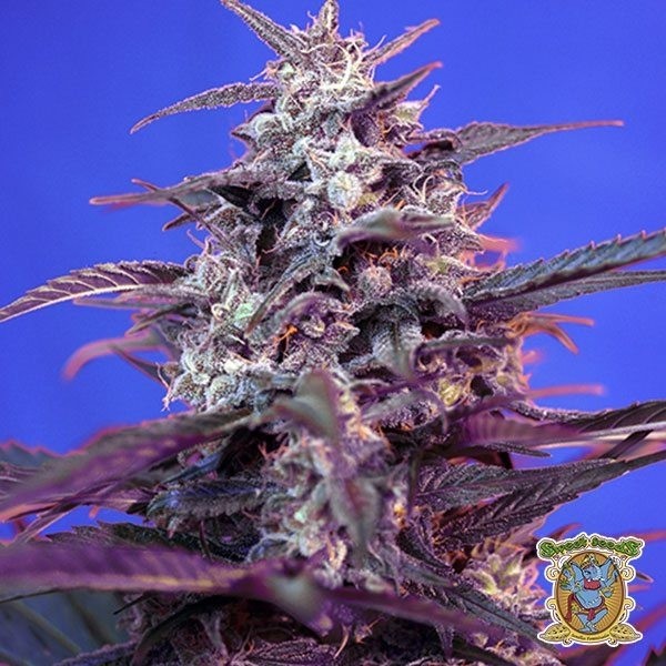 Bloody Skunk Auto de Sweet Seeds en GB Lleida