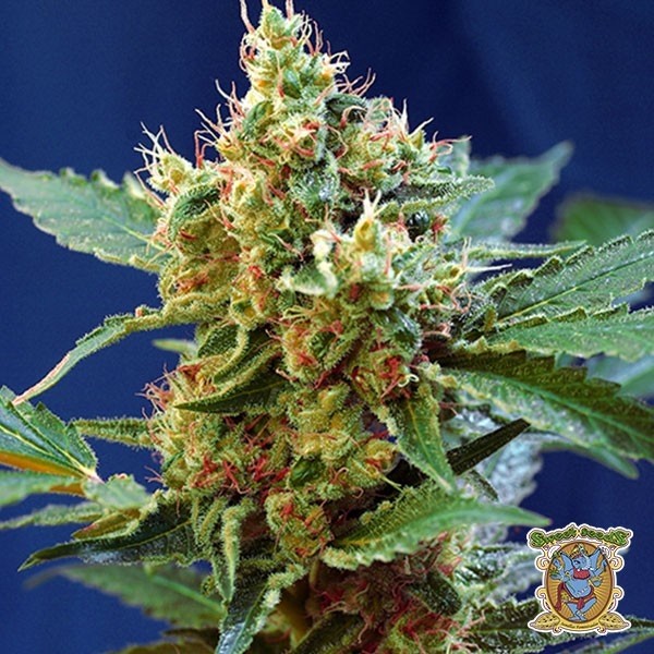 Cream Mandarine XL Auto
