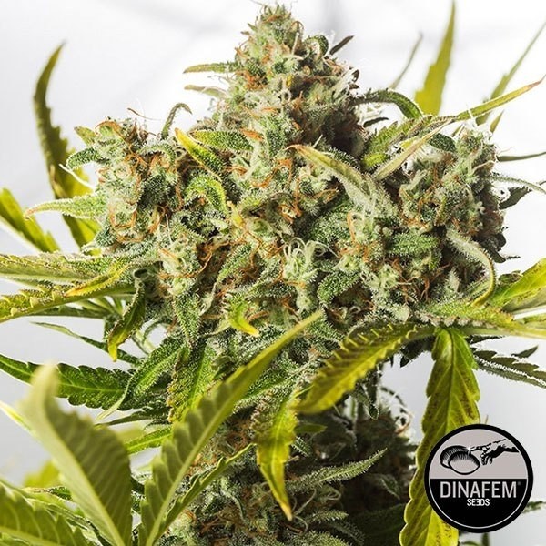 Blue Critical Autoflowering de Dinafem en GB Lleida