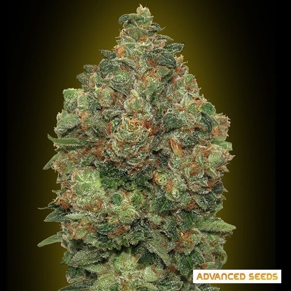 Auto Critical Soma de Advanced Seeds en GB Lleida