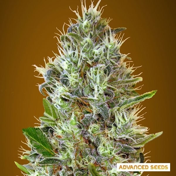 Auto Somango de Advanced Seeds en GB Lleida