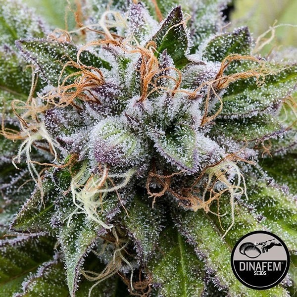 Bubba Kush Silent Seeds de Silent Seeds en GB Lleida