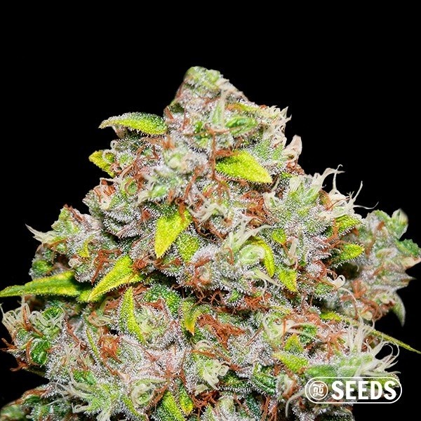 Kronik de GB Seeds en GB Lleida