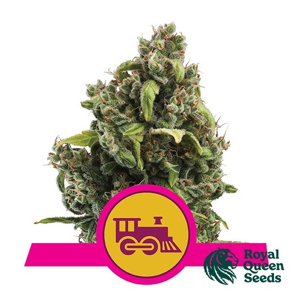 Candy Kush Fast Flowering de Royal Queen en GB Lleida