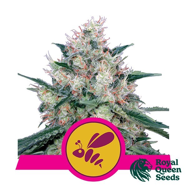 Honey Cream Fast Flowering de Royal Queen en GB Lleida