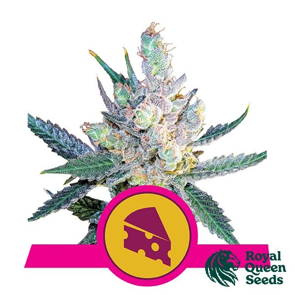 Royal Cheese Fast Flowering de Royal Queen en GB Lleida