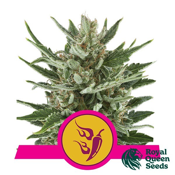 Speedy Chile Fast Flowering de Royal Queen en GB Lleida
