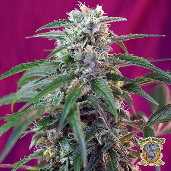 Green Poison Auto de Sweet Seeds en GB Lleida