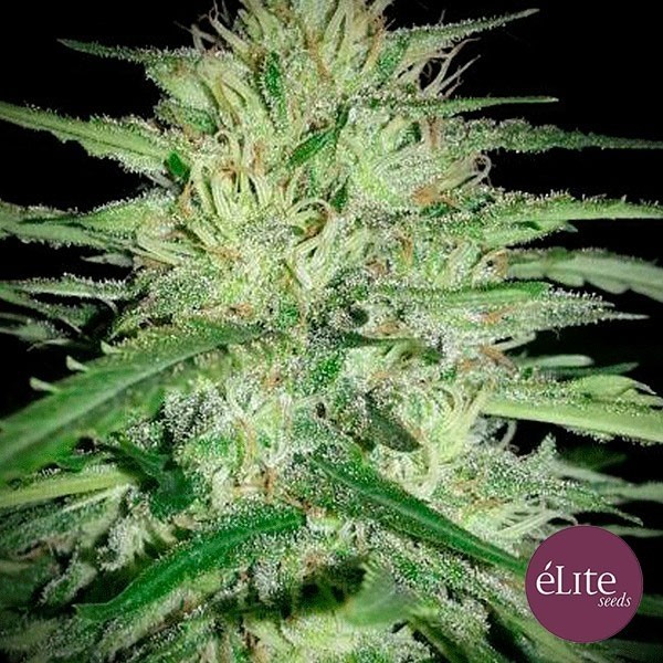 Juanita "La Lagrimosa" CBD de Elite Seeds en GB Lleida