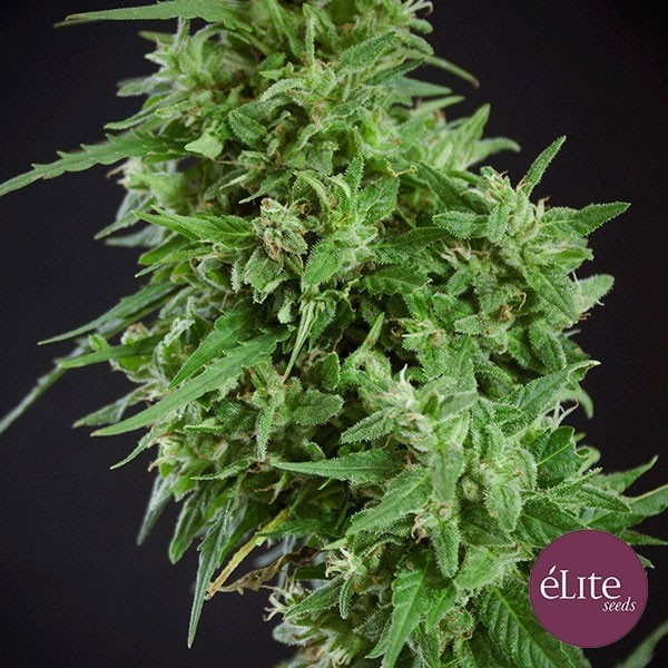 Amnesia Haze - Ultra CBD de Elite Seeds en GB Lleida