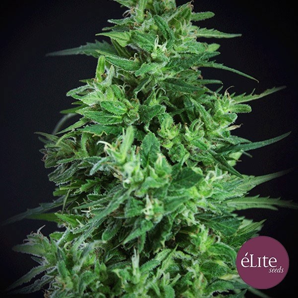 Semilla Llimonet Haze Ultra CBD de Elite Seeds en GB Lleida