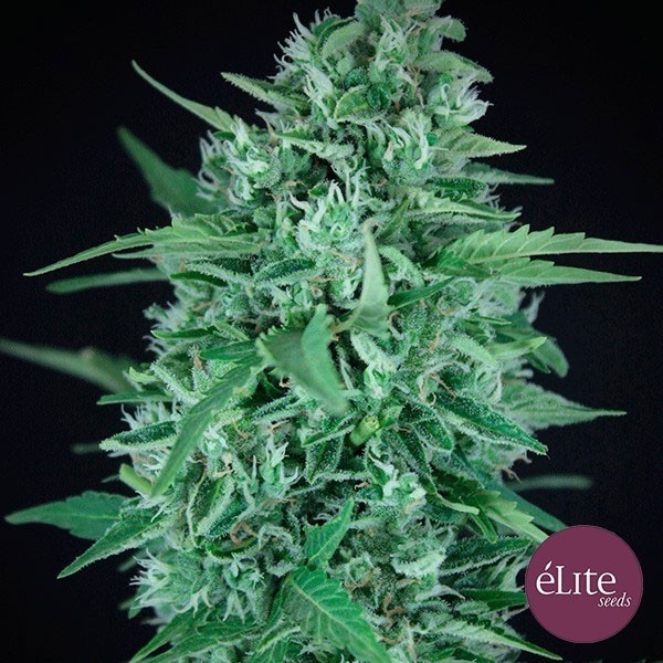 La Rica Auto CBD de Elite Seeds en GB Lleida