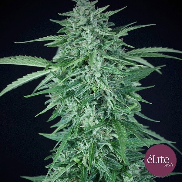 Llimonet Haze Auto CBD de Elite Seeds en GB Lleida