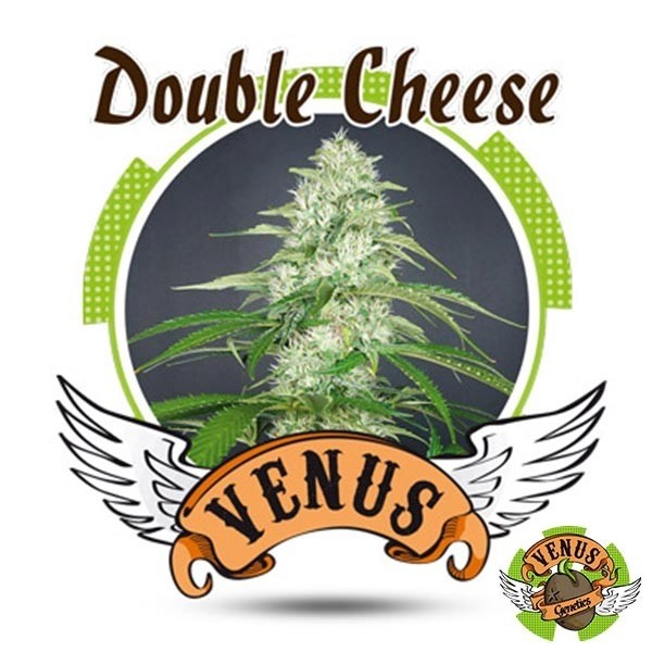 Double Cheese en GB Lleida