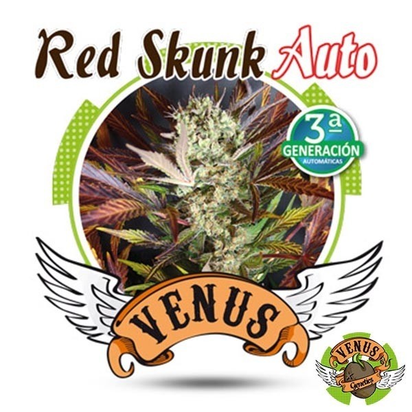 Red Skunk Auto en GB Lleida