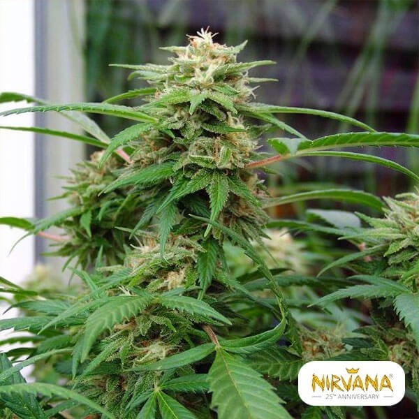 White Rhino Nirvana en GB Lleida