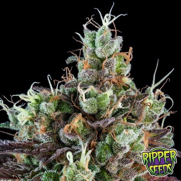 Sour Ripper de Ripper Seeds en GB Lleida