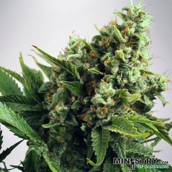 White Widow Auto Ministry of Cannabis de Canna en GB Lleida