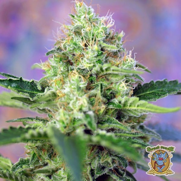 Crystal Candy de Sweet Seeds en GB Lleida