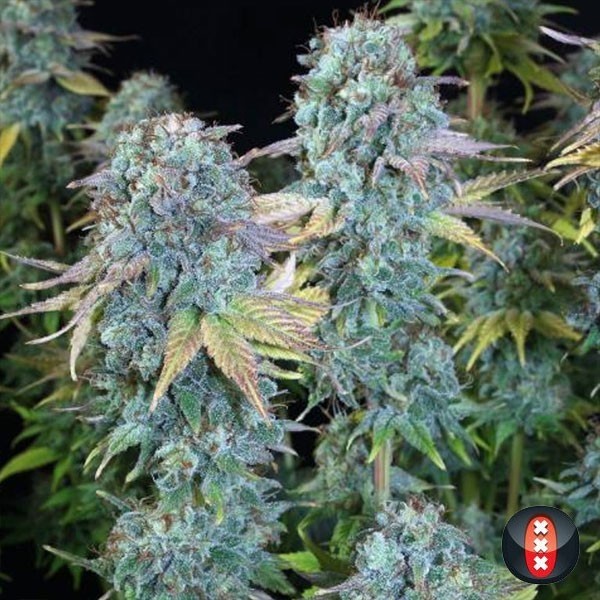 Serious Happiness de Serious Seeds en GB Lleida