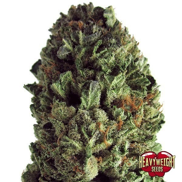 Budzilla de Heavy Weight Seeds en GB Lleida