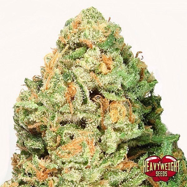 Fruit Punch de Heavy Weight Seeds en GB Lleida