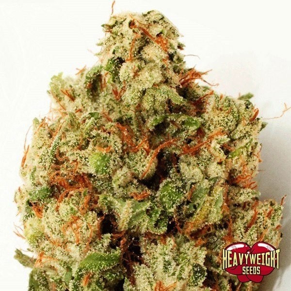 Green Ninja de Heavy Weight Seeds en GB Lleida