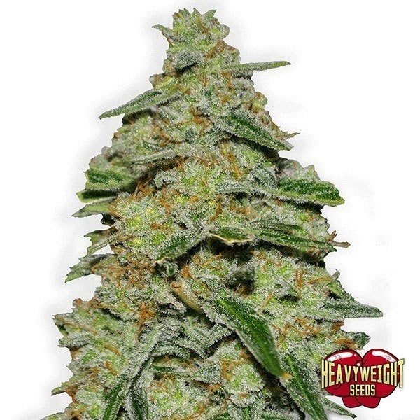 Lemon Cake de Heavy Weight Seeds en GB Lleida